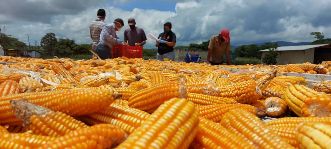 Más de 2.600 productores han dejado de sembrar maíz en los últimos 4 años dice Fedeagro