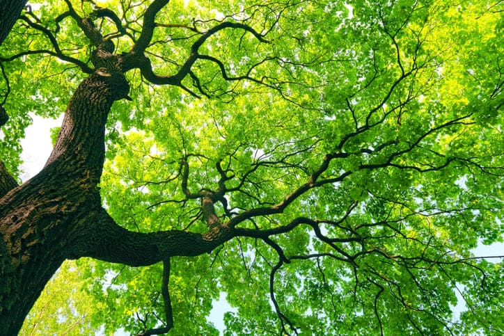 Científicos afirman que un árbol ayuda a enfriar una ciudad durante la noche