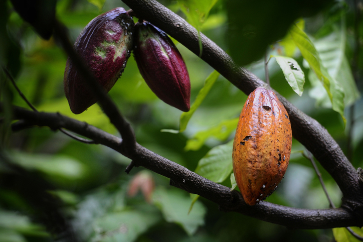 Día Nacional del Cacao: un tributo a la riqueza cultural y económica de Venezuela