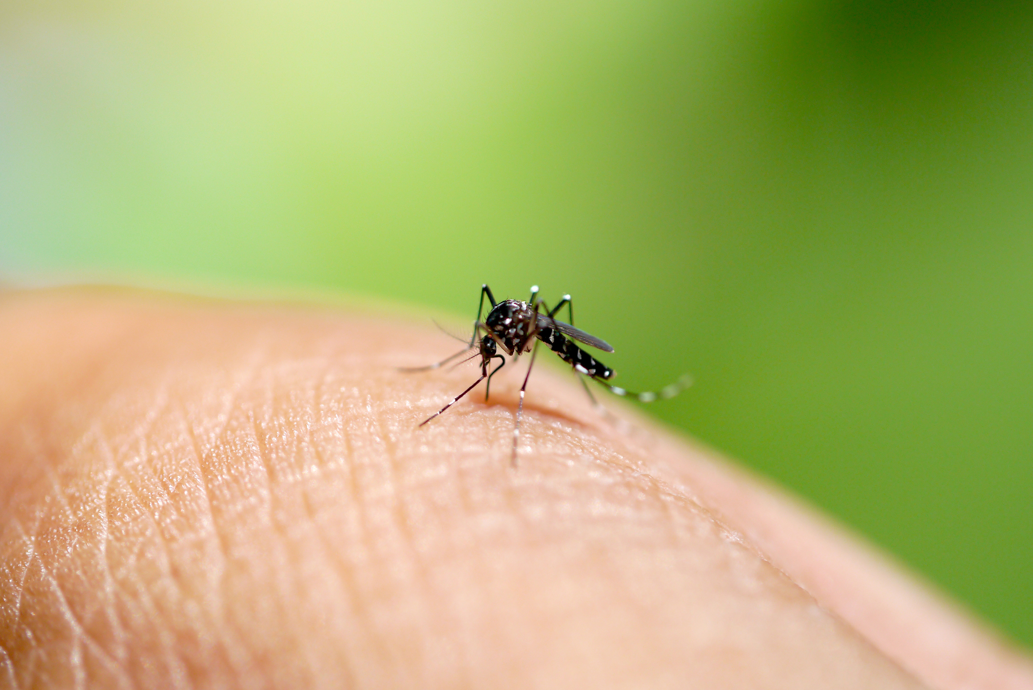 Aumentan casos de dengue en el país alerta Sociedad Venezolana  de Infectología