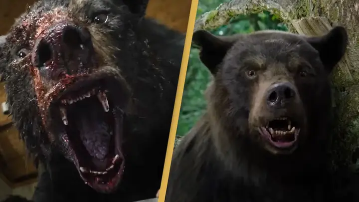 La increíble historia detrás de la película sobre un oso que se comió 70 libras de cocaína