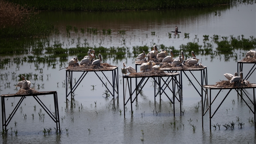 Casi 14.000 pelícanos y aves marinas mueren por brote de gripe aviar en Perú