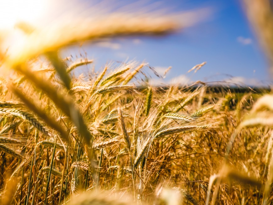 En peligro cosecha de soja en Argentina por efectos de La Niña