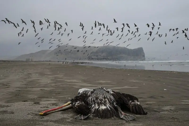 La gripe aviar está matando a miles de aves en Perú