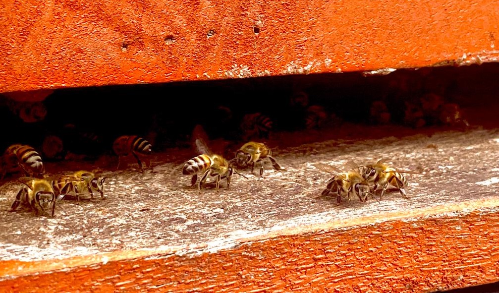 Zulia: Fallece trabajador de una finca, por picaduras de agresivas abejas africanizadas