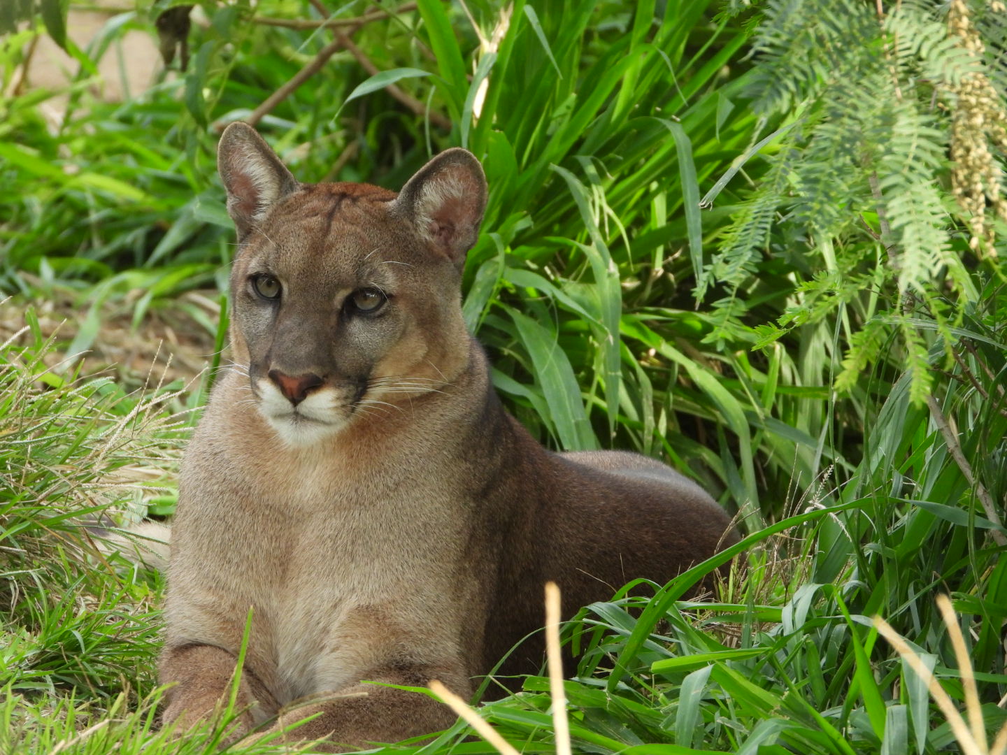 OMA Meet The Organization In Charge Of The Zoo That Rescues And 