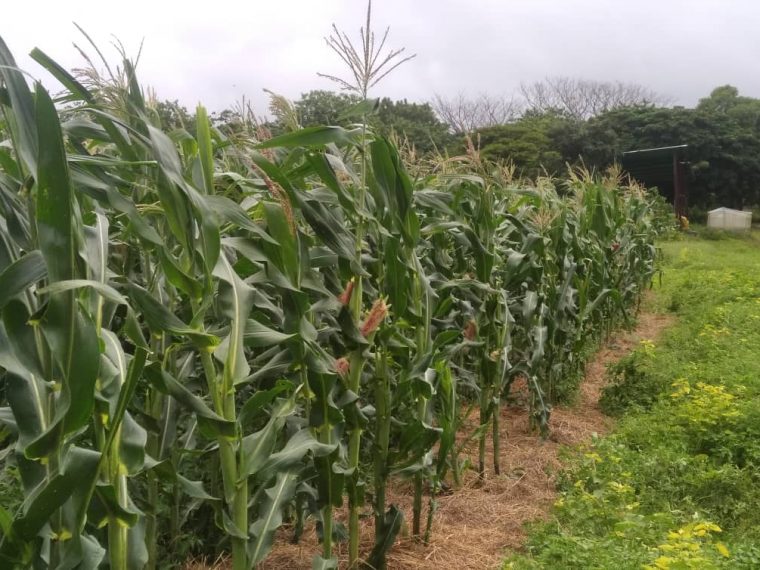 Productores de Portuguesa acusan pérdida de hasta 5 mil kilos por camión de maíz