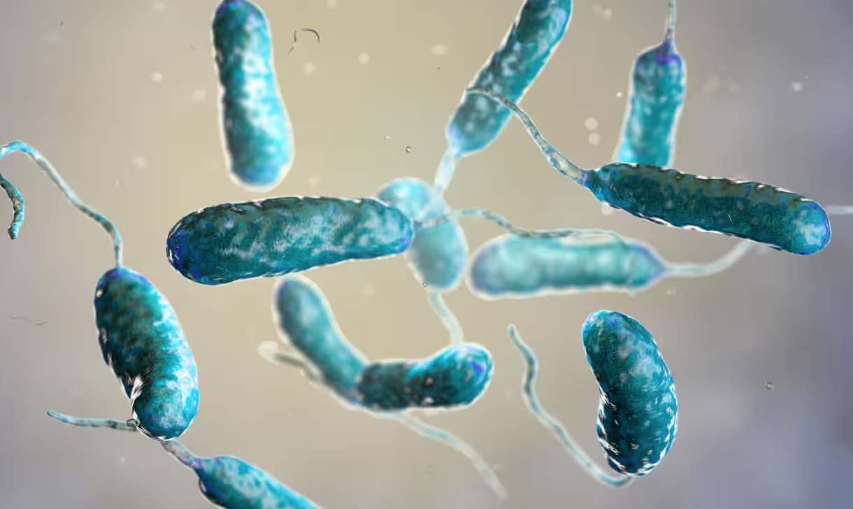 Raras bacterias carnívoras matan a tres en Nueva York y Connecticut