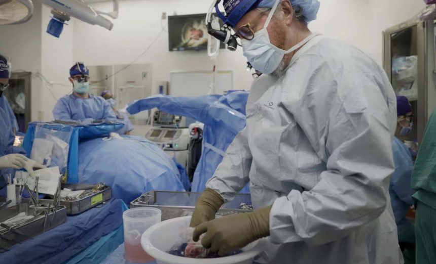 El avance médico marca el riñón de cerdo más largo que ha funcionado en un ser humano, preparando el escenario para operaciones en pacientes vivos