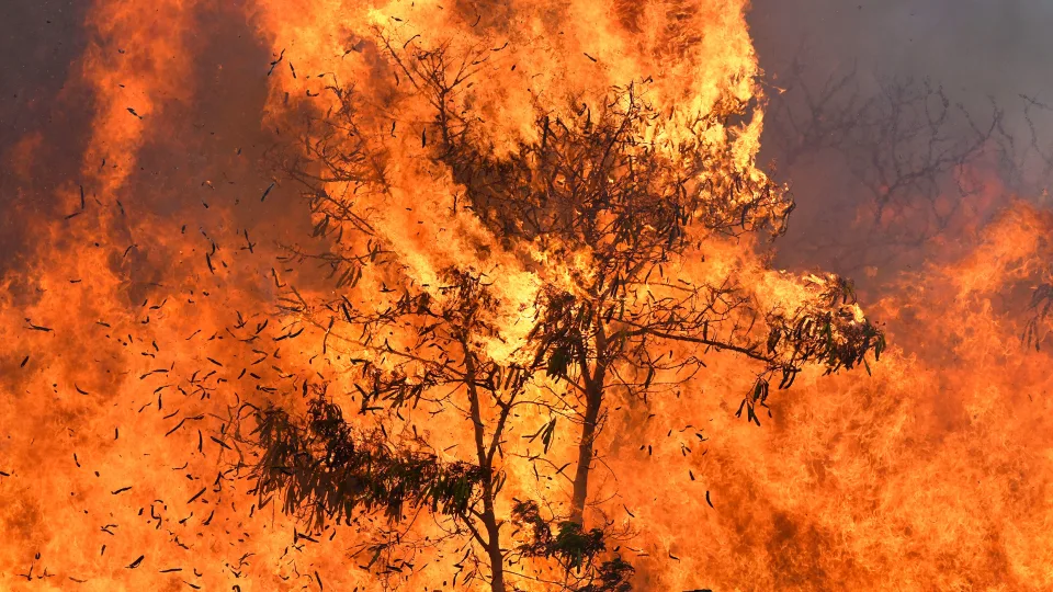 Hawái subestimó la amenaza mortal de los incendios forestales, según muestran los registros