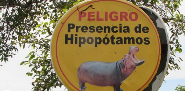 Los hipopótamos de Pablo Escobar siguen siendo un problema social y ambiental