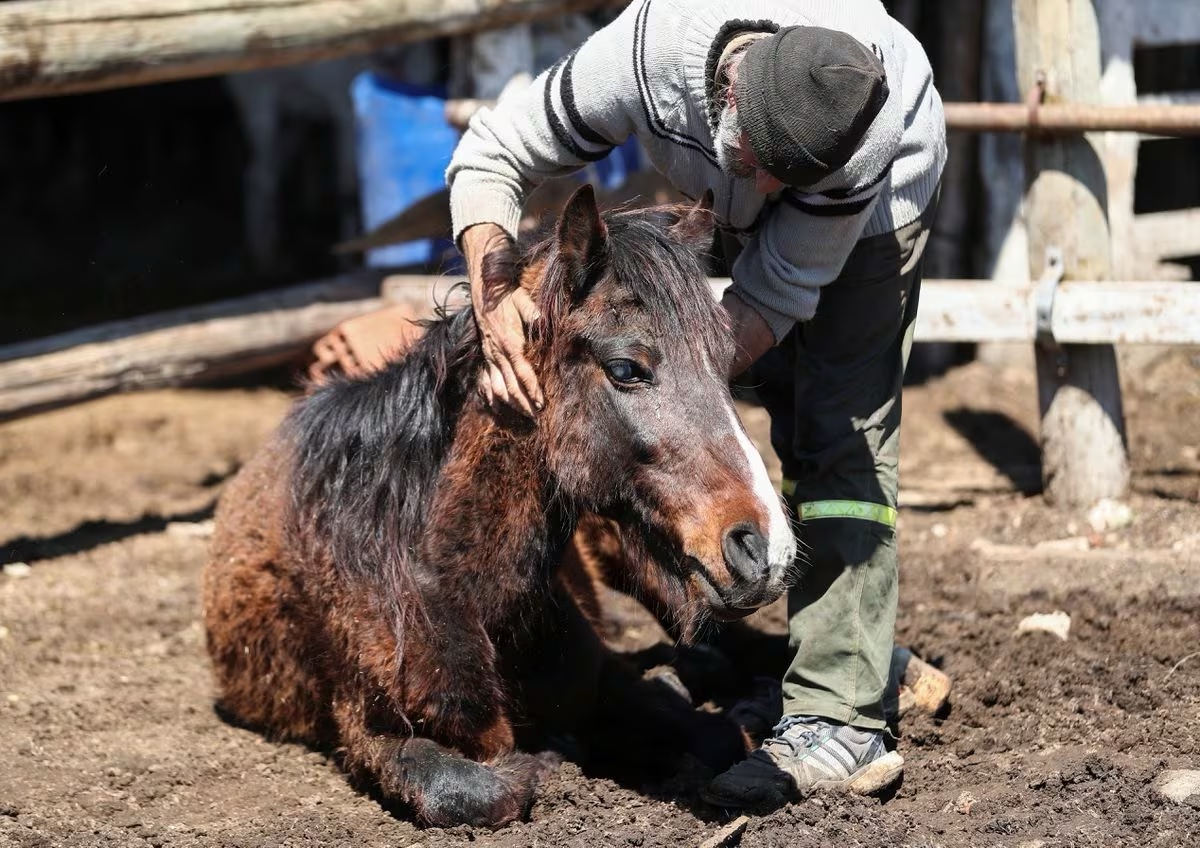 Argentina bajo emergencia por encéfalomielitis equina