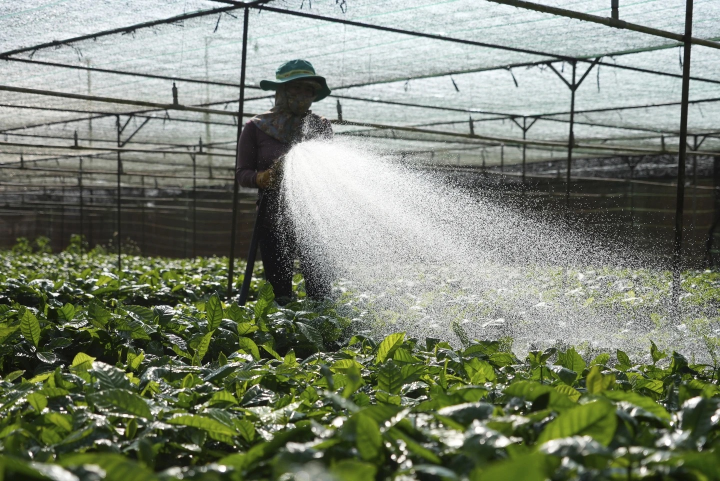 En Lara: 840.000 quintales de café se proyectan para la zafra del año 2024, según cifras oficiales