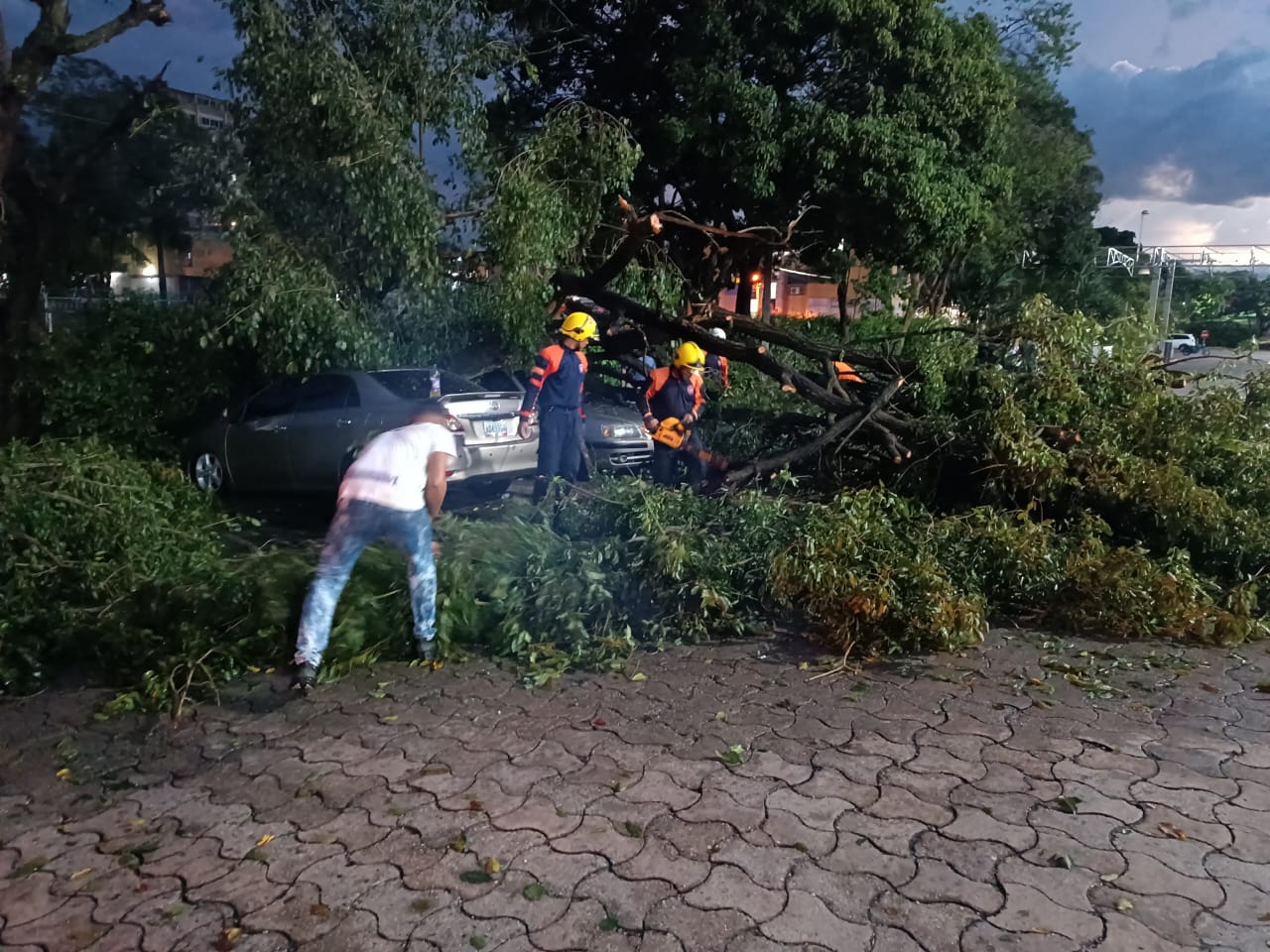 Protección Civil reporta 12 árboles caídos y varios drenajes tapados en Barquisimeto tras fuertes lluvias