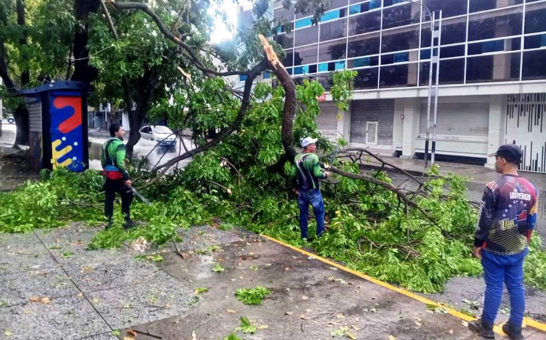 Equipos de respuesta inmediata trabajan en el retiro de árboles y follaje, caídos en Barquisimeto