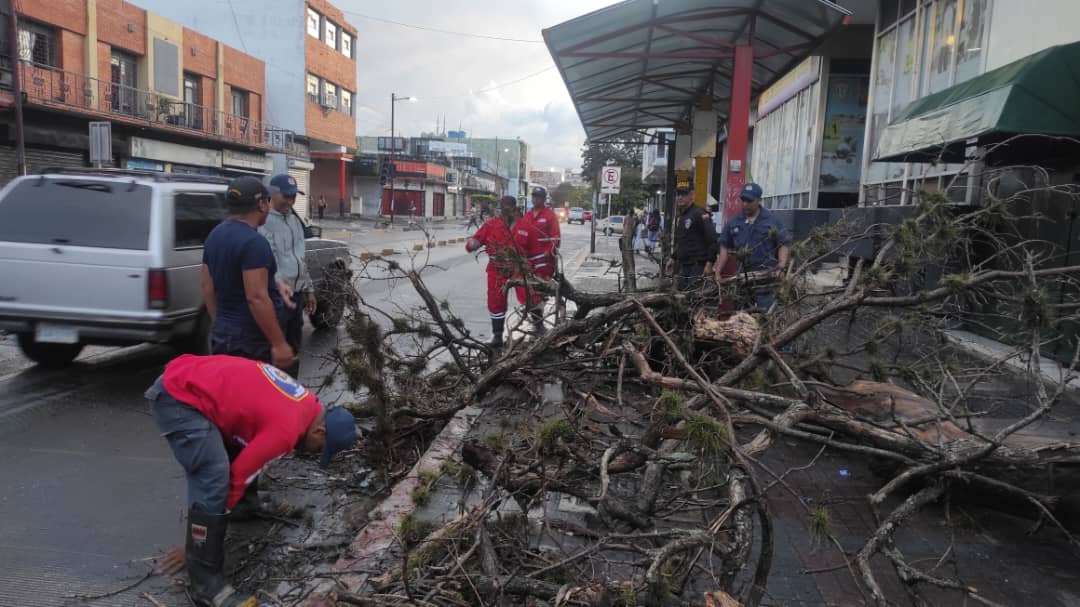 19 árboles derribó el aguacero con granizo de este 2-Oct en Barquisimeto