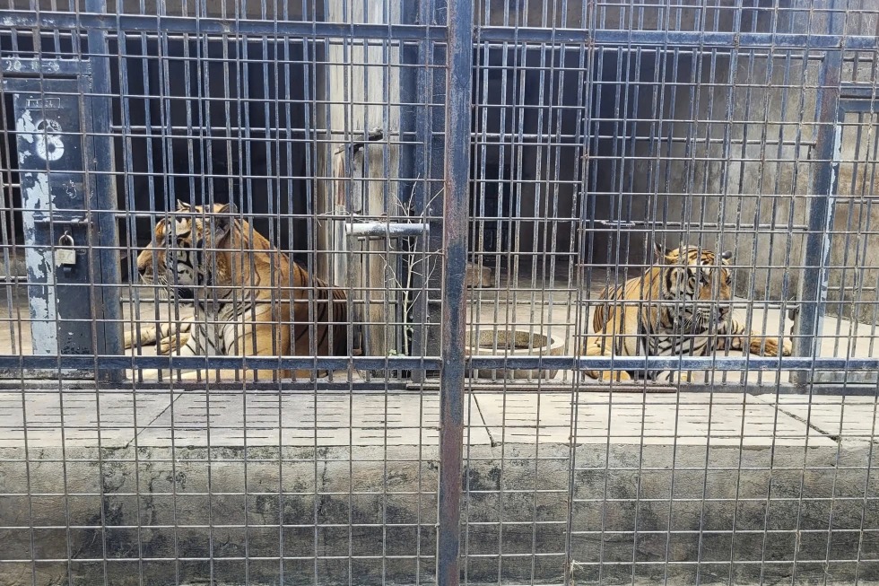 Docenas de tigres mueren tras contraer la gripe aviar en zoológico de Vietnam